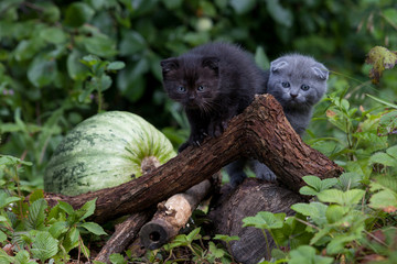 scottish fold young kitten seats