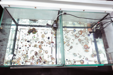 Garra Rufa