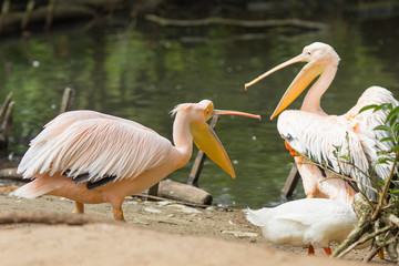 Pelican. Big bird on the beautifyl.