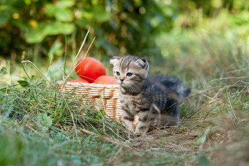 scottish fold young kitten and tomatos