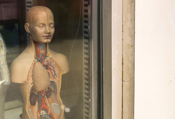model anatomy in showcase.
