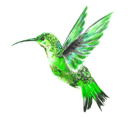 Isolated watercolor hummingbird on white background. Tropical bird from exotic fauna. Colorful wildlife.