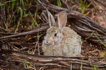 Fototapeta premium Rabbit in the wilds in Utah, USA