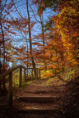 Treppe im herbstlich leuchtenden Buchenwald