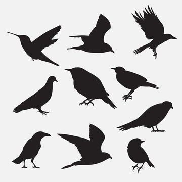 Bird outlines collection