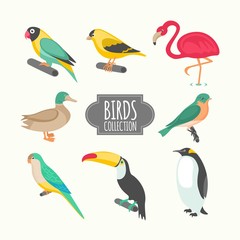 Kinds of birds collection