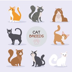 Hand drawn cat breed collection