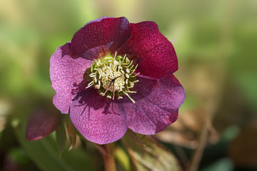 einzelne rote Christrose mit Tupfen