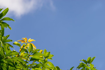 Gold Leaf , Green leaf and The blue sky