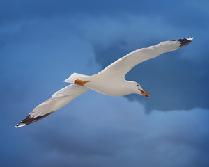 White seagull on blue sky. Vector