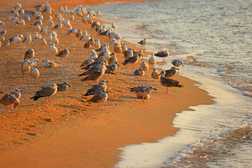 Fototapeta na wymiar Seagulls resting on seashore