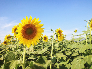 Texture background of sunflower field and blue sky with puffy clouds