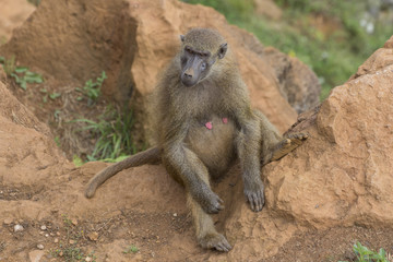 Female baboon (Papio) sitting on the rock of the mountain and looking straight to the camera.