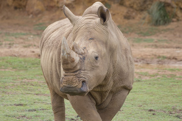 Frontal view of a white rhino (Ceratotherium simum) posing with crossed forelegs.