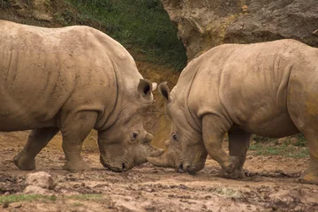 Photo sur Aluminium Rhinocéros Two white rhinos (Ceratotherium simum) fighting in the mud.
