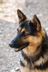  German Shepherd Dog