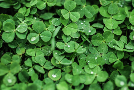 Clover
