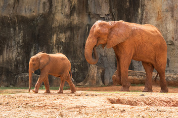 Fototapeta na wymiar Africa elephant