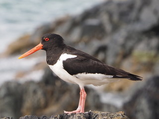Oyster catcher
