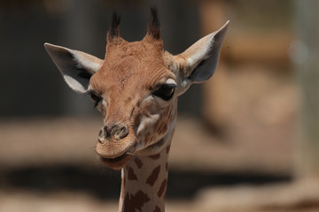 Obraz premium Girafe