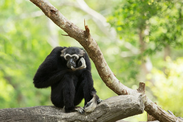 Black gibbon monkey sitting