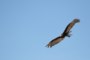 Rapace