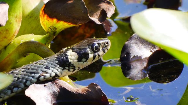 Ringelnatter im Teich zwischen Seerosen, Natrix natrix