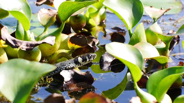 Ringelnatter im Teich zwischen Seerosen, Natrix natrix