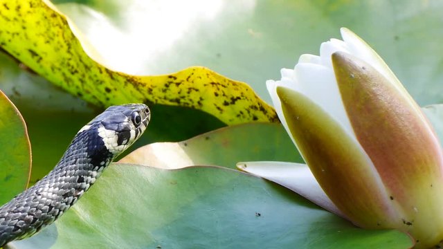 Ringelnatter im Teich zwischen Seerosen, Natrix natrix