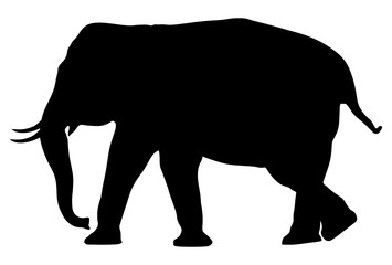 Elephant male vector silhouette illustration isolated on white background.