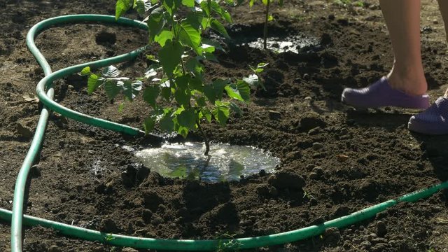 Family planting birch trees in the garden. Woman water the tree after planting with green hose. Close shot