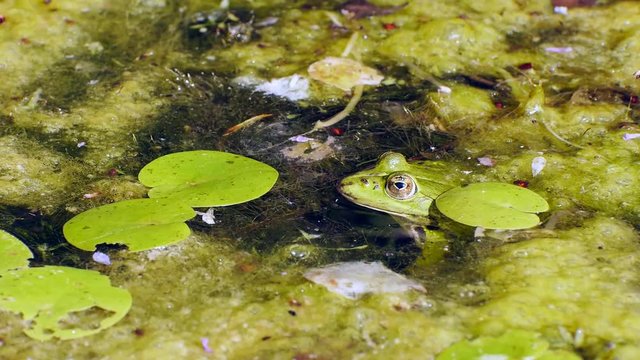 Wasserfrosch, Gr&uuml;nfrosch im Wasser, Rana esculenta