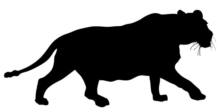Lioness vector silhouette illustration isolated on white background.