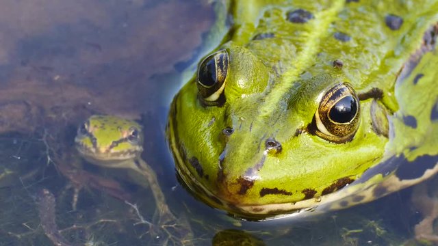 Wasserfrosch mit Jungfrosch, Gr&uuml;nfrosch,  Rana esculenta