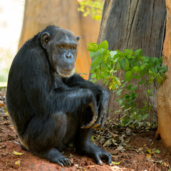 Chimpanzee animal relaxing