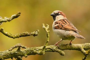 Vögel 35