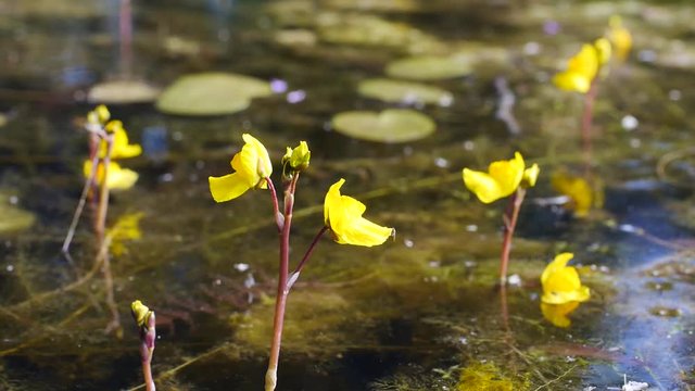 Wasserpflanze: Gewöhnlicher Wasserschlauch, Utricularia vulgaris