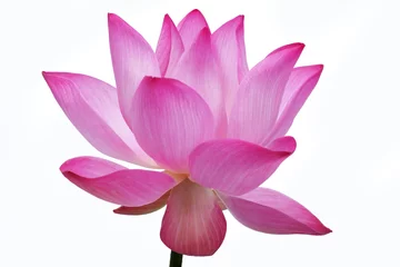 Photo sur Aluminium fleur de lotus lotus flower isolated on white background.