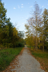Fototapeta na wymiar path strewn with leaves in the park