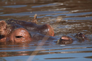 Fototapeta premium Hippopotame