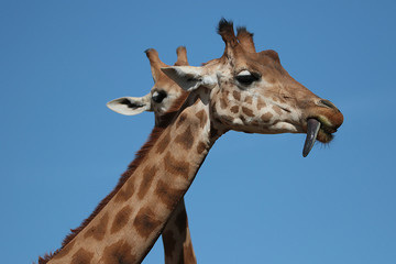 Girafe