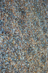 Shells on the beach background. Seashells in chips covering coast