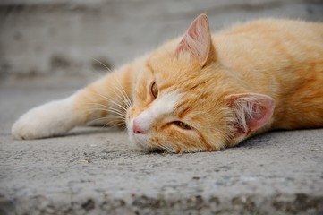 red-haired cat