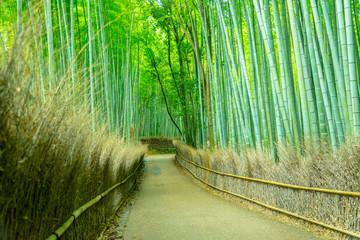 Beautiful Bamboo forest in Arashiyama at Kyoto