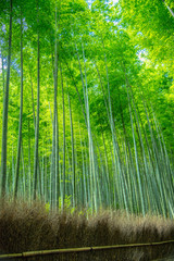 Fototapeta premium Bambusowy gaj Arashiyama w Kioto w Japonii.