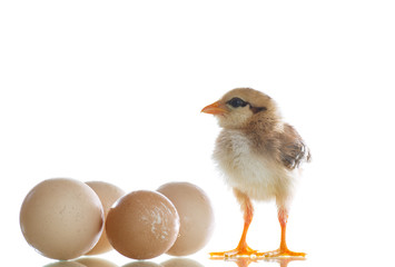 Fototapeta premium pretty cute chick with eggs