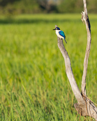 Beautiful blue Forest Kingfisher sitting on dead tree at Kakadu wetlands, Australia