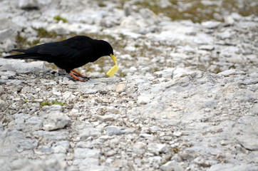 Black crow eating a chip