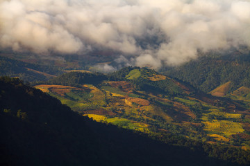 Fototapeta premium green terraced rice field at Ban Pa Bong Peay in Chiangmai, Thai