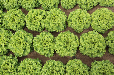 background of lush green leaves of lettuce in the field